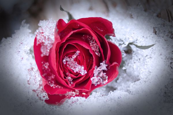 گل سرخ در برف