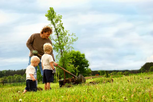 یک پدر جوان و دو فرزندش بیرون هستند و در حیاط خود درختی از چوب سرخ می‌کارند