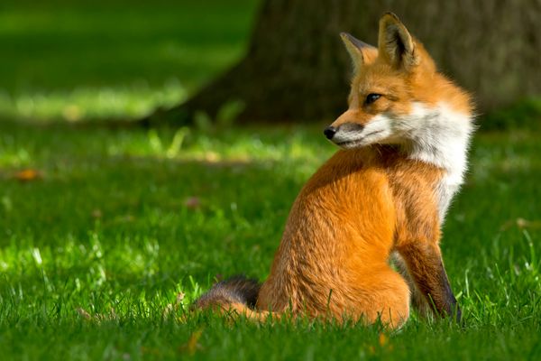 روباه قرمز به راحتی روی یک چمن آراسته نشسته است