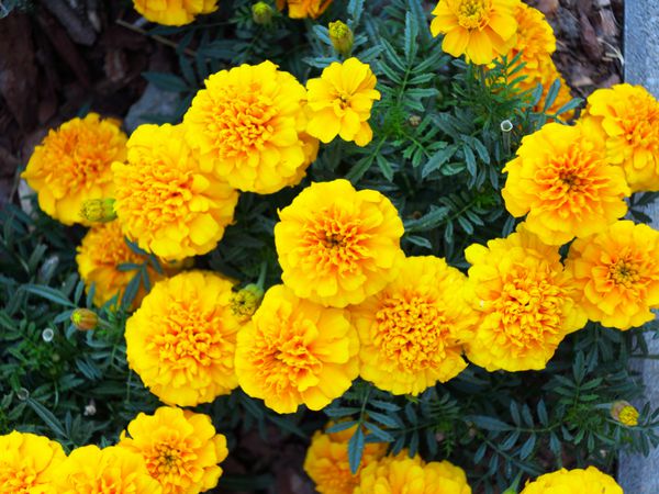 گل های ستاره زرد در باغ به عنوان پس زمینه گل همیشه بهار - tagetes erecta l