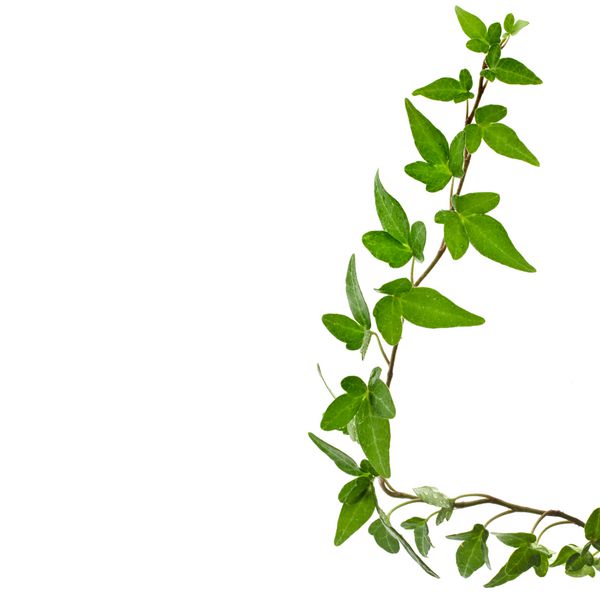 گیاه پیچک سبز Hedera helix از نمای نزدیک جدا شده در پس زمینه سفید