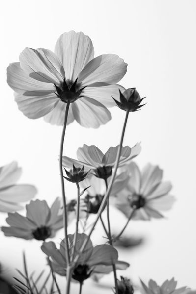 هنر زیبا سیاه و سفید گل کیهان