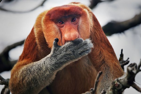 میمون پروبوسیس بسیار در خطر انقراض nasalis larvatus در جنگل های بورنئو روی درختی نشسته و دست خود را به دهان می گیرد این یک نر بالغ چاق و چاق با حالتی خنده دار بینی بزرگ است