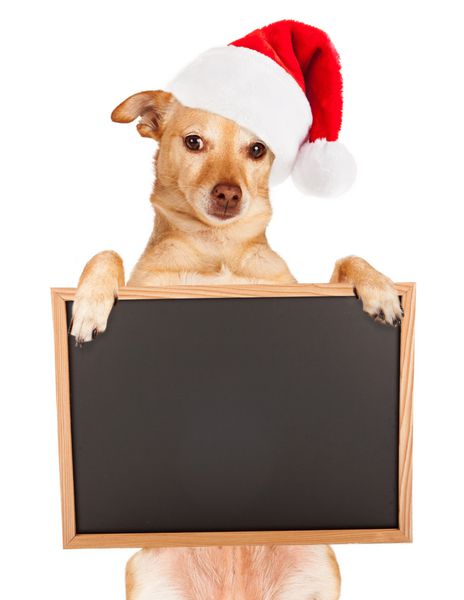 سگ نژاد مختلط چیهواهوا که کلاه بابا نوئل قرمز بر سر دارد و روی تخته گچی سیاه خالی در دست دارد تا پیام خود را وارد کنید