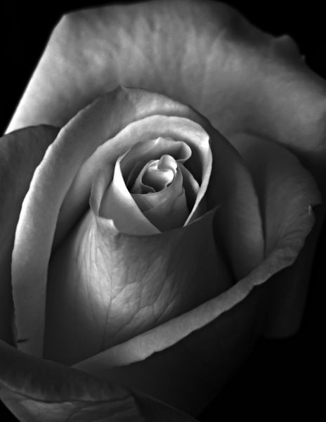 یک گل رز سیاه سفید زیبا نزدیک