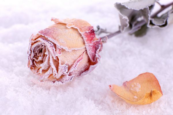 گل رز خشک پوشیده از یخبندان روی برف از نزدیک