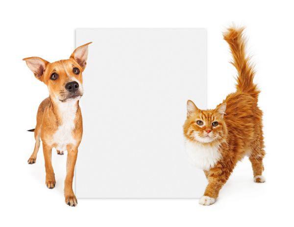 یک سگ نژاد مخلوط جوان و یک گربه زیبا هر دو با یک کت رنگ زرد-نارنجی که در کنار یک علامت خالی برای وارد کردن کپی بازاریابی خود ایستاده اند