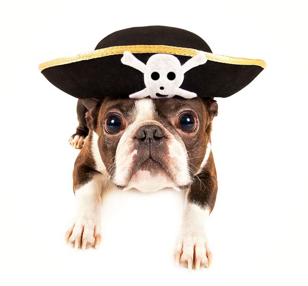سگ بوستون تریر لباس دزدان دریایی برای هالووین