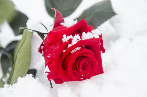 گل رز قرمز در پس زمینه برفی