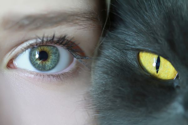 چشم انسان و گربه