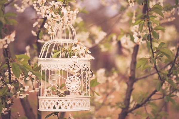 قفس پرنده روی درخت شکوفه گیلاس در غروب آفتاب رنگ آمیزی قدیمی