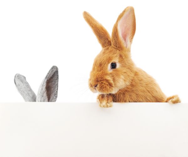 دو خرگوش بر روی علامت خالی جدا شده در پس زمینه سفید