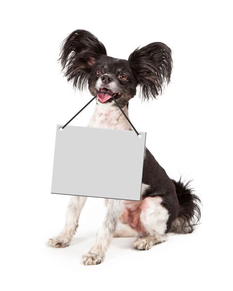یک سگ پاپیون کوچولوی شاد و بامزه نشسته با علامتی خالی از دهانش آویزان است تا متن بازاریابی خود را وارد کنید