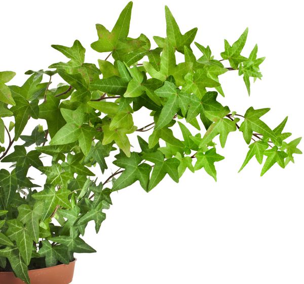 گیاه پیچک سبز در گلدان گل از نمای نزدیک جدا شده در پس زمینه سفید