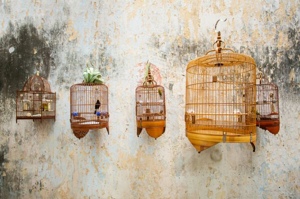 قفس پرندگان با پرندگان آویزان به دیوار