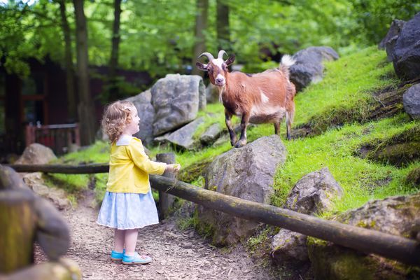 دختر کوچولوی ناز با صدای فرفری با لباسی رنگارنگ که به یک بز غذا می‌دهد و با تماشای حیوانات در یک سفر یک روزه به باغ‌وحش شهری مدرن در یک روز تابستانی سرگرم می‌شود