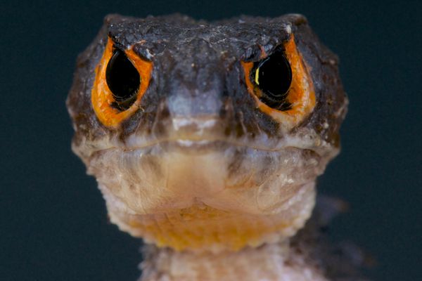 تمساح چشم قرمز پوست tribolonotus gracilis