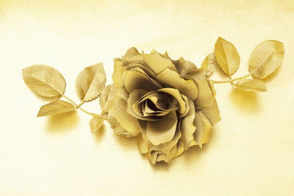 تصویری از گل رز طلایی