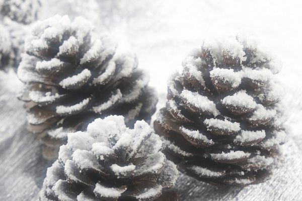 مخروط صنوبر کریسمس روی پس‌زمینه نقره‌ای و برف با فیلتر نرم گرفته شده است