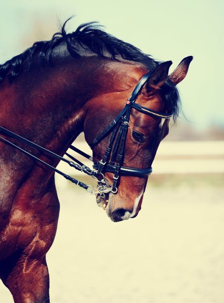 اسب نر قهوه ای پرتره یک اسب قهوه ای ورزشی سوار بر اسب اسب اصیل اسب زیبا