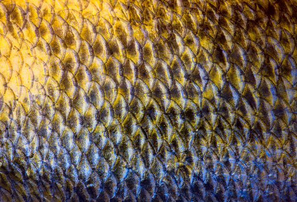 هنر پس زمینه فلس ماهی واقعی walleye