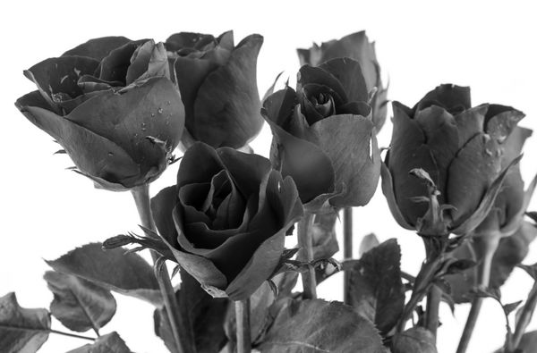گل های سیاه در زمینه سفید