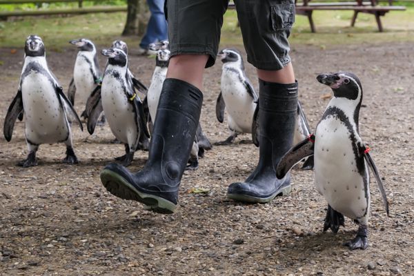 پیاده روی پنگوئن - نگهبان باغ وحش در حال قدم زدن با پنگوئن های هامولدت در صبح