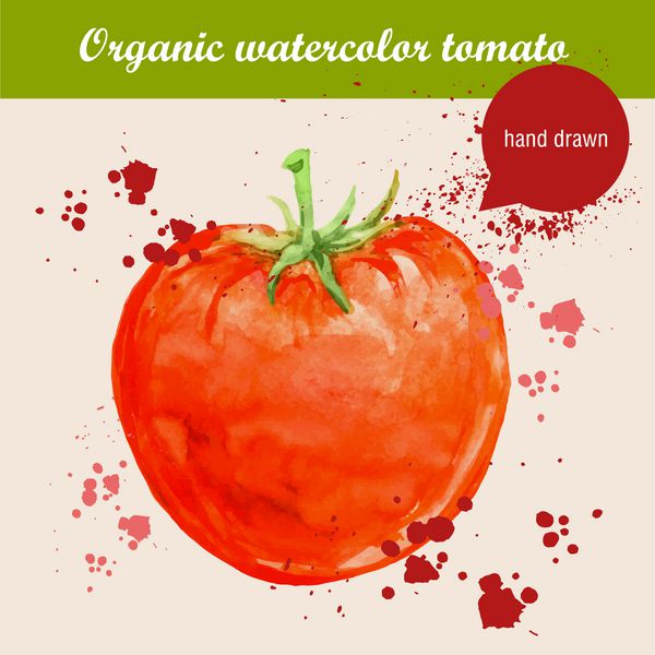 وکتور آبرنگ گوجه فرنگی تازه با قطره های آبرنگ تصویر مواد غذایی ارگانیک