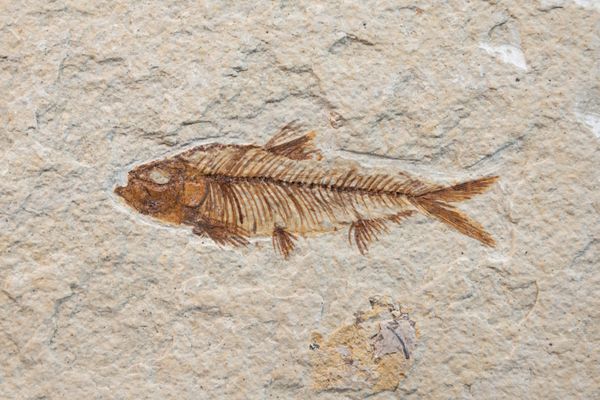 ماهی های فسیلی ماقبل تاریخ محصور در سنگ