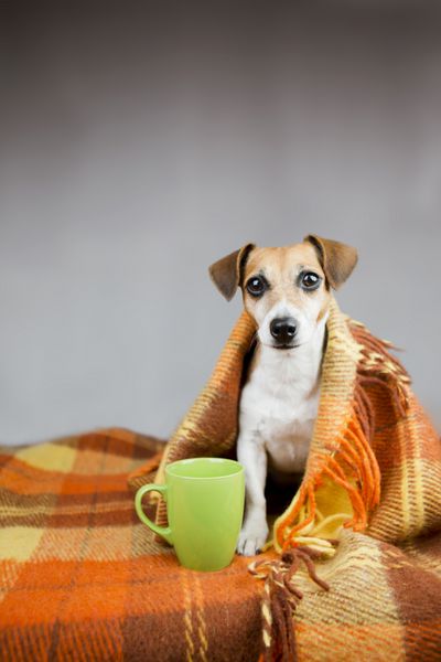 سگ ناز برای گرم نگه داشتن زیر پوشش نزدیک فنجان نوشیدنی گرم در یک فنجان سبز پس زمینه خاکستری