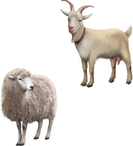 وکتور از نمای جلوی گوسفندی که به دور نگاه می کند بز ایستاده تصویر جدا شده در پس زمینه سفید