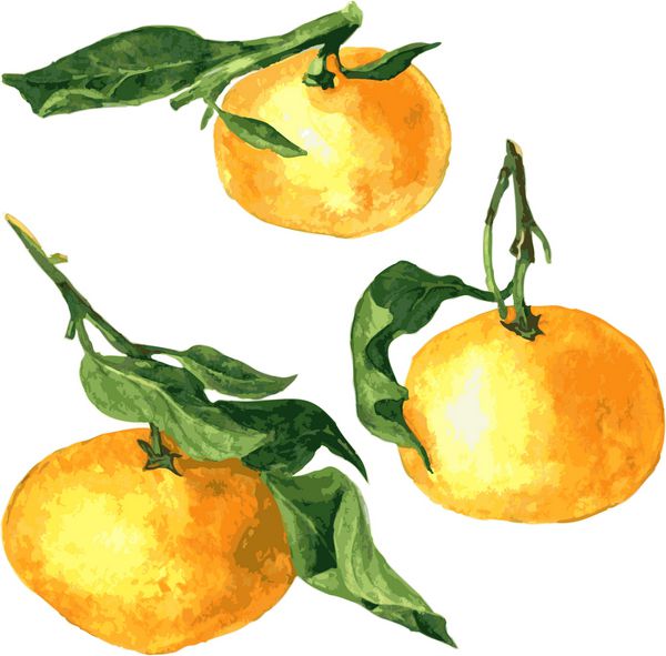 مجموعه ای از نقاشی نارنگی با آبرنگ وکتور با دست