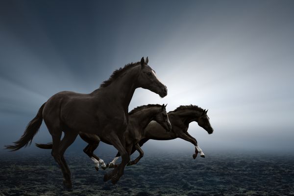 سه اسب سیاه در میدان می دوند نور درخشان از میان مه می تابد