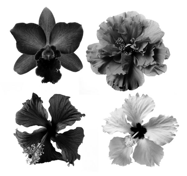 گل سیاه و سفید جدا شده در پس زمینه سفید