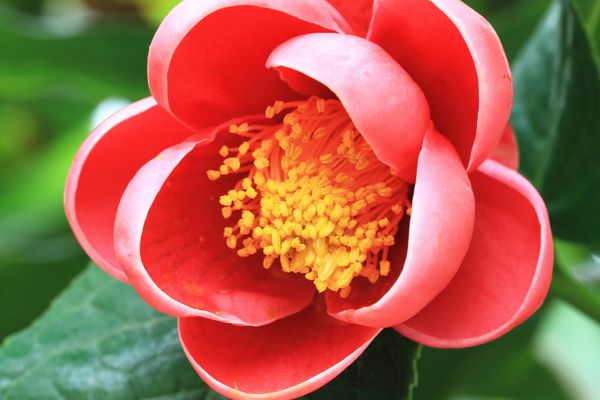 گل کاملیا نمای نزدیک از گل کاملیا قرمز در شکوفه کامل در باغ کاملیا amplexicaulis کوهن استوارت