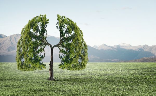 تصویر مفهومی درخت سبز به شکل ریه های انسان