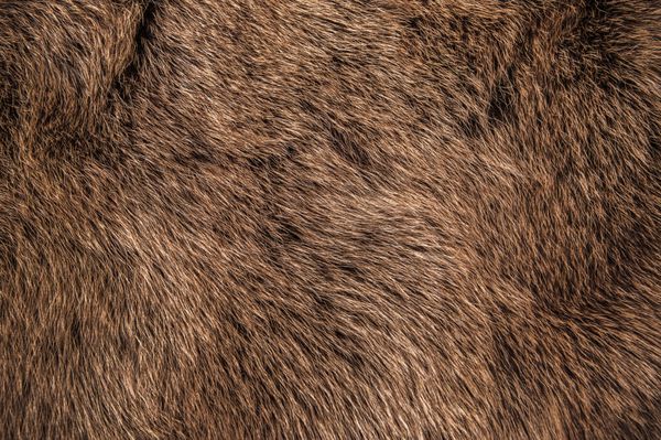 گرگ خاکستری قهوه ای قرمز روباه خز طبیعی خرس مفهوم حیات وحش حیوانات و سبک برای پس زمینه بافت ها و کاغذ دیواری بستن فول فریم