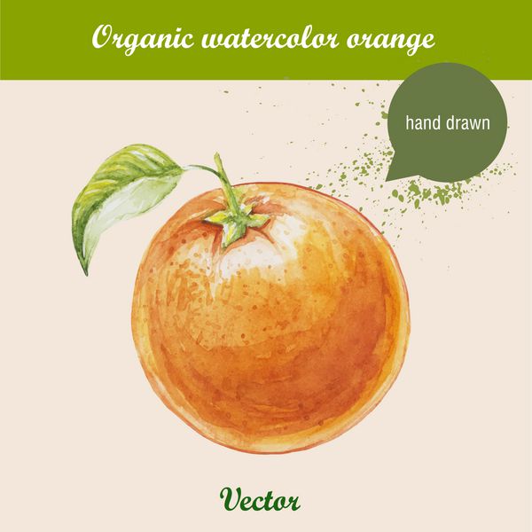 آبرنگ نارنجی تصویر کشیده شده با دست در پس زمینه سفید وکتور غذای ارگانیک