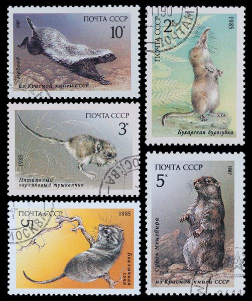 ussr - حدود 1987 تمبر چاپ شده در ussr جوندگانی از سری حیات وحش در خطر انقراض را نشان می دهد حدوداً 1987