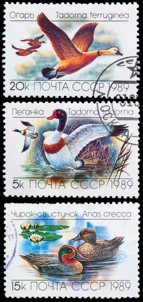 ussr - حدود 1989 تمبر چاپ شده در ussr مجموعه پرندگان وحشی - اردک حدود 1989 را نشان می دهد