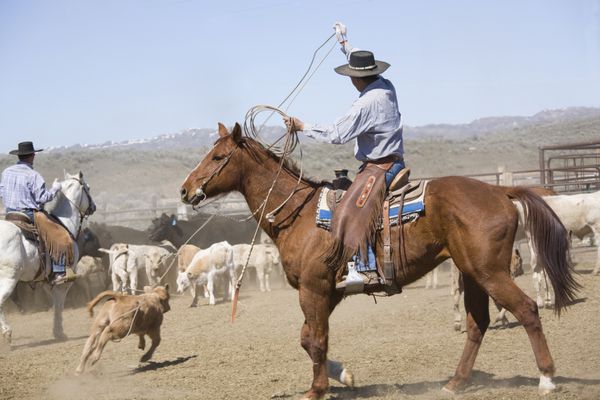 گاوچران در حال طناب زدن به گوساله