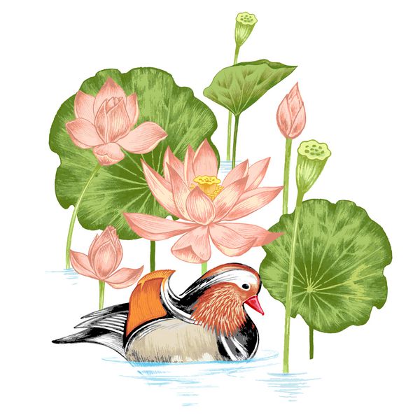 بردار تصویرسازی با گلهای عجیب و غریب در مدادهای آبرنگ هنری برکه نیلوفر آبی و اردک ماندارین رترو سبک وینتیج