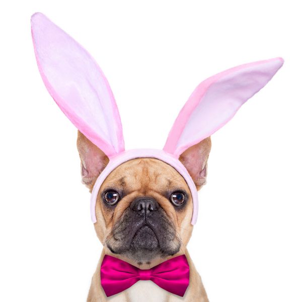 سگ بولداگ فرانسوی با گوش‌های خرگوش عید پاک و کراوات صورتی از نزدیک جدا شده در پس‌زمینه سفید