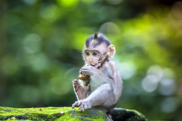 بچه میمون کوچک در جنگل میمون اوبود بالی اندونزی