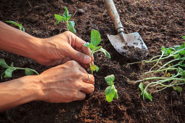 کاشت دست انسان گیاه آفتابگردان جوان در خاک کثیف استفاده برای فعالیت های مردم در باغبانی و موضوع طبیعت