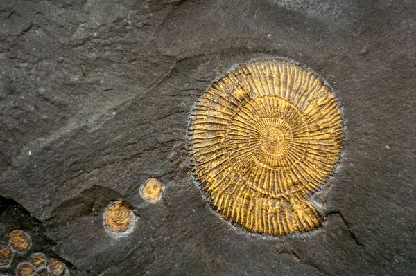 حلزون فسیلی فسیل آمونیتی جاسازی شده در سنگ