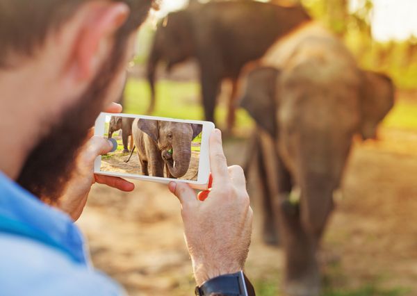 مرد با استعدادی که با دوربین تلفن همراهش در پارک ملی چیتوان نپال از بچه فیل عکس می گیرد