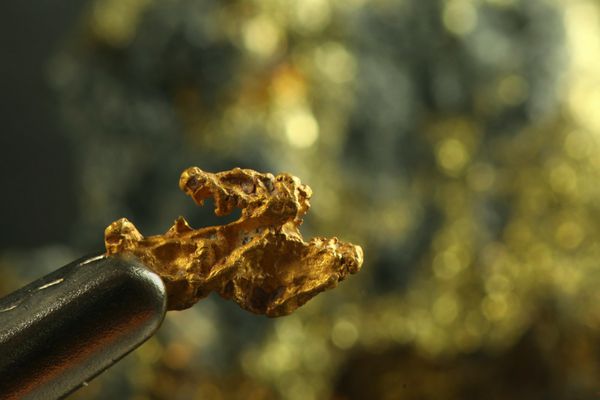 قطعه طلا این طلای دستی از پارک ملی لمنجوکی در لاپلند فنلاندی است