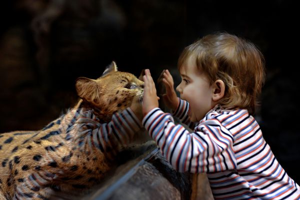leptailurus serval و دختر کوچک در باغ وحش