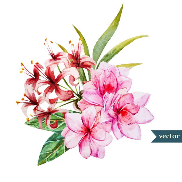 نقاشی آبرنگ از یک گل استوایی گل و برگ پلومریا